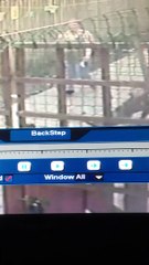 Preston man Steven Klein is filmed striking pet dogs with broom