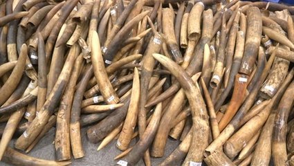 Hong Kong seizes largest ivory haul in 30 years