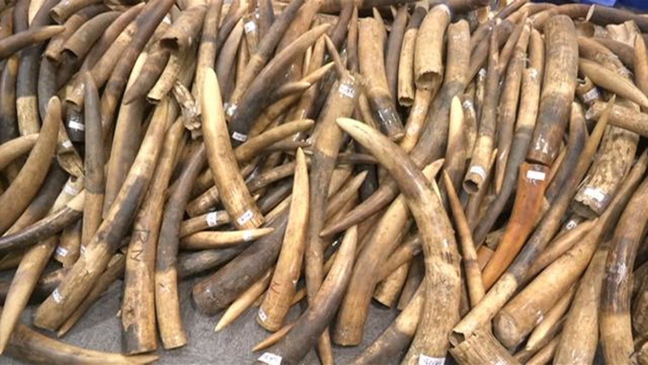 Hong Kong seizes largest ivory haul in 30 years