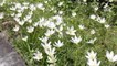 [NTV 070518] White roses season at Thai national park