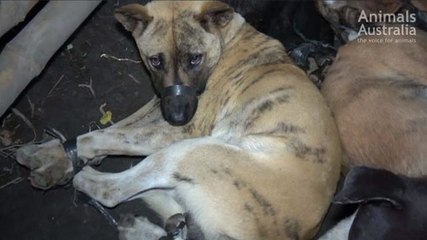 Tourists in Bali may be unknowingly eating dog meat
