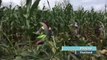 [NTV 070918] Sweet corn brings sweet income to locals in northern Thailand