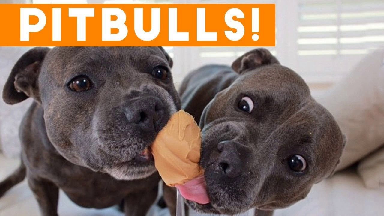 Ultimate Pitbull Compilation 2017 _ Cutest Funny Pitbull Videos Ever