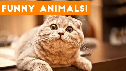 Top 100 Funny Pets on Vine _ Cute Animal Videos 2017