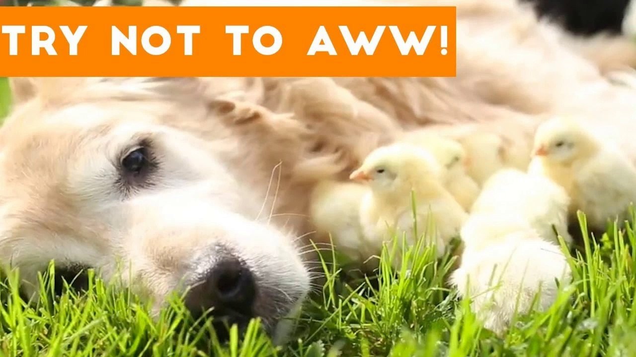 Try Not to AWW! at These Cute and Funny Animals _ Funny Pet Videos