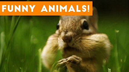 Cutest Pets of the Week Compilation November 2017 _ Funny Pet Videos