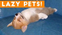 Laziest Pets _ Cute and Funny Animals Compilation of 2017 _ Funny Pet Videos