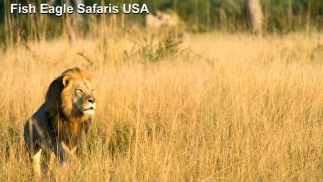 Trophy hunter kills endangered lion