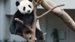 Visitors catch final glimpse of panda cub