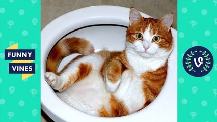 Ultimate Funny Animals Videos Compilation 2017 _ Funny Vine