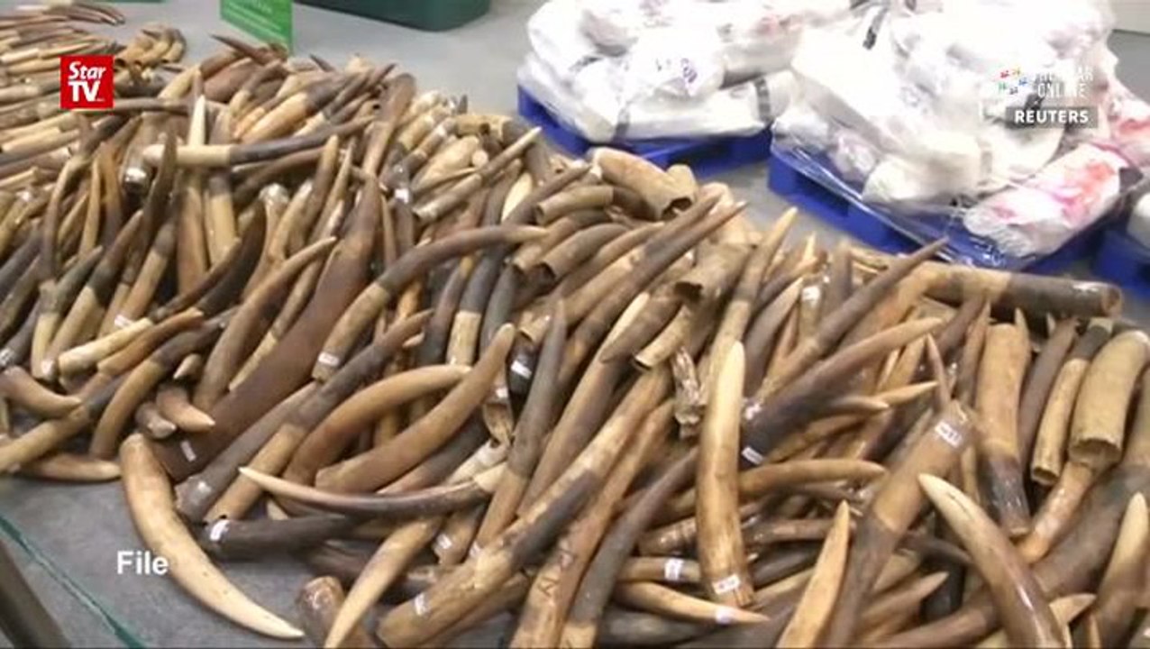 Viet man nabbed at KLIA for ivory smuggling