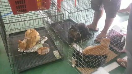 Pets in Serian district gets mass vaccination