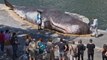 Beached 'whale' found in central Paris