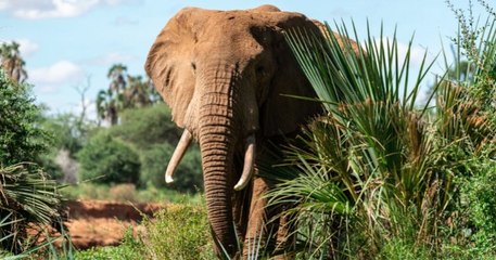Kenya : la population d'éléphants a doublé en 30 ans