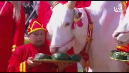 [NTV 150518] Farmers began cultivation marking auspicious Royal Ploughing Day