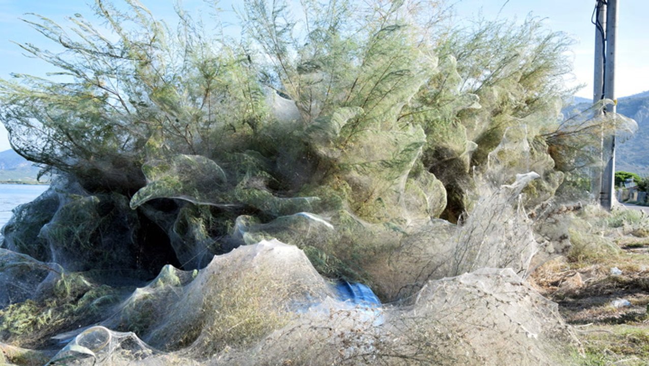Coast of Greek town disappears under a blanket of spiderwebs