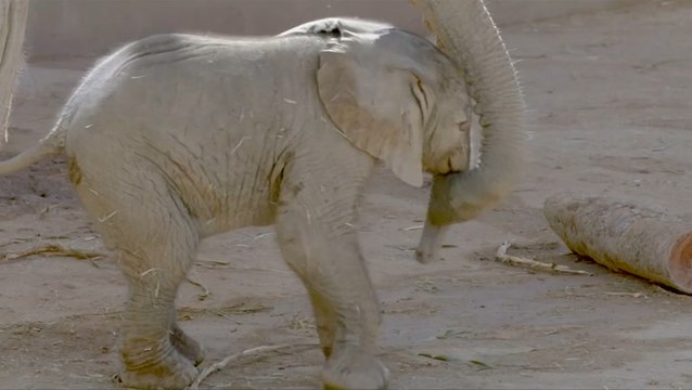San Diego Zoo gets surprise early birth of baby elephant