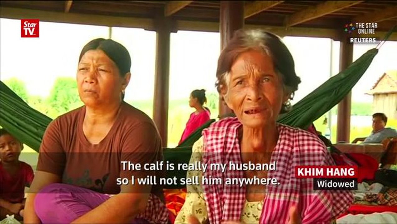 Cambodian woman marries calf