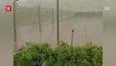 Johor vegetables farms suffer major setback from floods