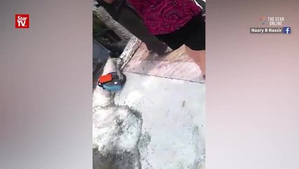 "Gate" the rescued cat is looking for a new home