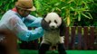 Panda cub debuts at Zoo Negara