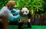 Panda cub debuts at Zoo Negara