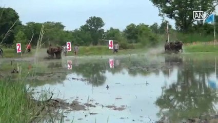 [NTV 300518] Buffalo race held to preserve traditional farming method