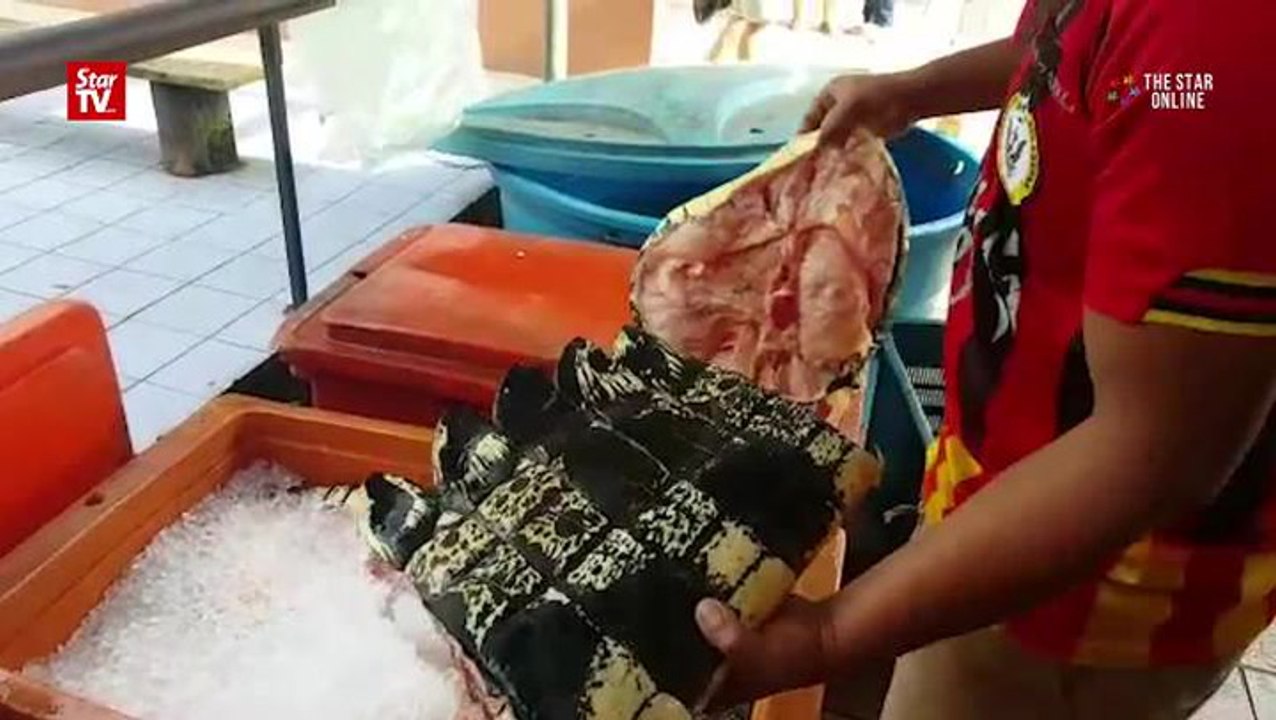 Crocodile meat for sale video Dailymotion