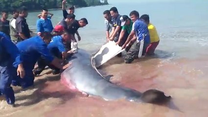 Beached whale returns to sea