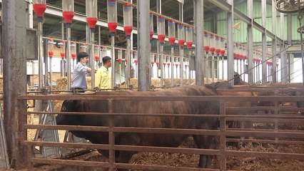축산냄새 잡는 미생물...지속가능한 축산 밑거름 / YTN