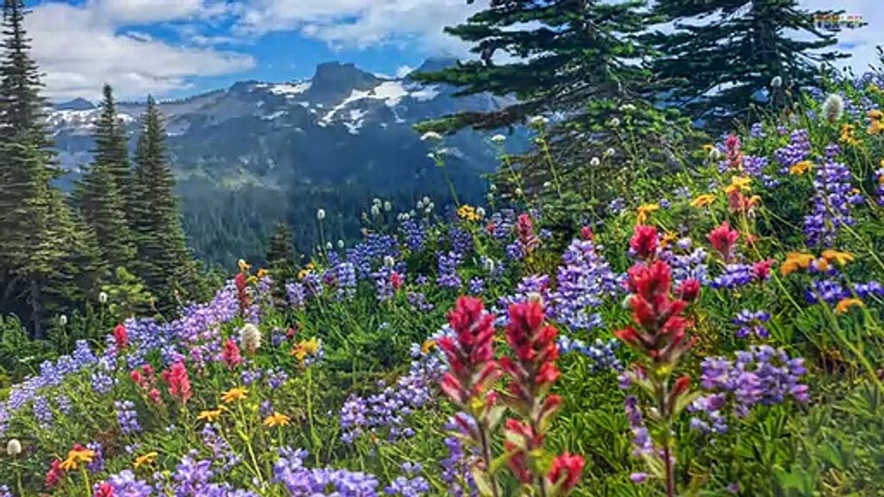 The Most Beautiful Flowers In The Snow Mountains