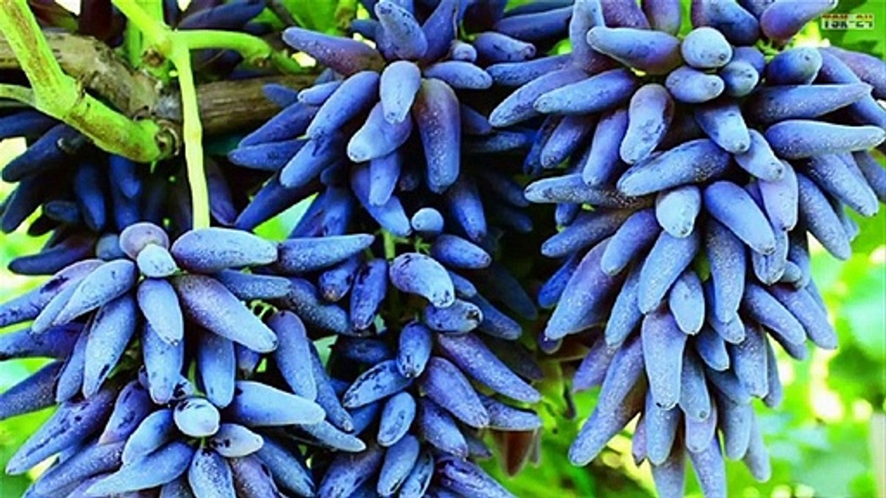 Most Amazing Fruits and Vegetables Farming Technique