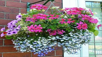House and Flower - The Best Outdoor Flower Hanging Basket Ideas