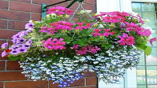 House and Flower - The Best Outdoor Flower Hanging Basket Ideas