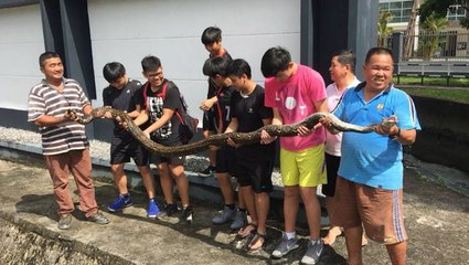 Man vs python, man wins