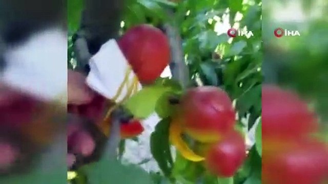 Bursalı çiftçi, şeftali ağacına asılı para ve bir de not buldu