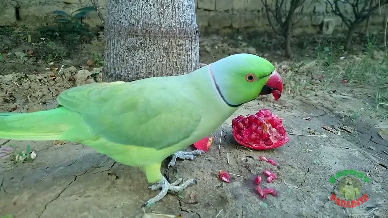 Parrot Eats His Favourite Fruit