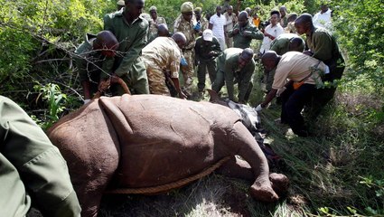 Kenya marks rhinos in conservation drive