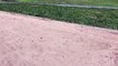 Guêpes de sable au parc Asselin - Août 2020
