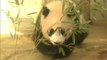 A sneak peek of Xiang Xiang, Japan's new panda cub