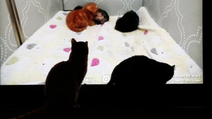 Cats watching kittens on TV