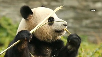 China panda base sets 10,000 steps goal for Nuan Nuan