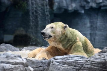 World mourns death of first tropical polar bear