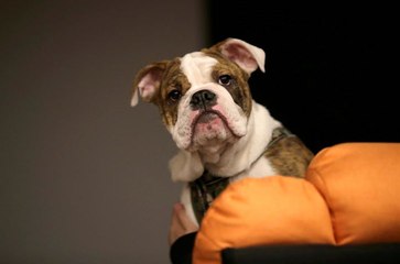 China's pet pampering fuels an industry boom