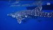 [NTV 240418] Whale shark welcomed by divers in Gulf of Thailand
