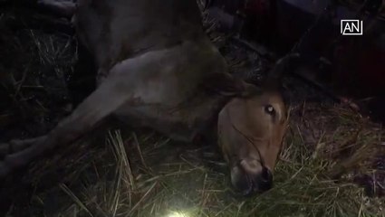 [NTV-300418] Cow suspected to be struck by lightning