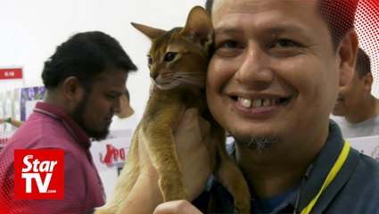 Purr-fection! Cats take centre stage in competition