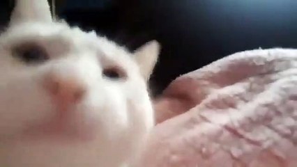 El éxito del gato bailarín: mueve su cabeza al ritmo de la música y despierta el asombro de todos