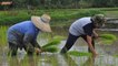 Increasing paddy farmers’ income while reducing subsidies