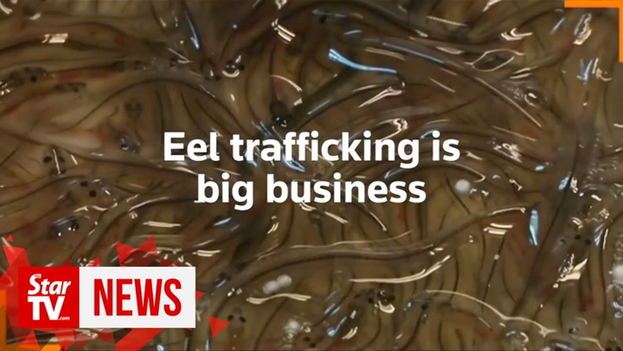 Eel trafficking fast becoming major wildlife crime